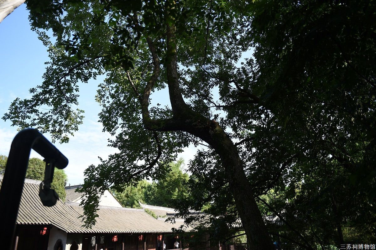 Elm