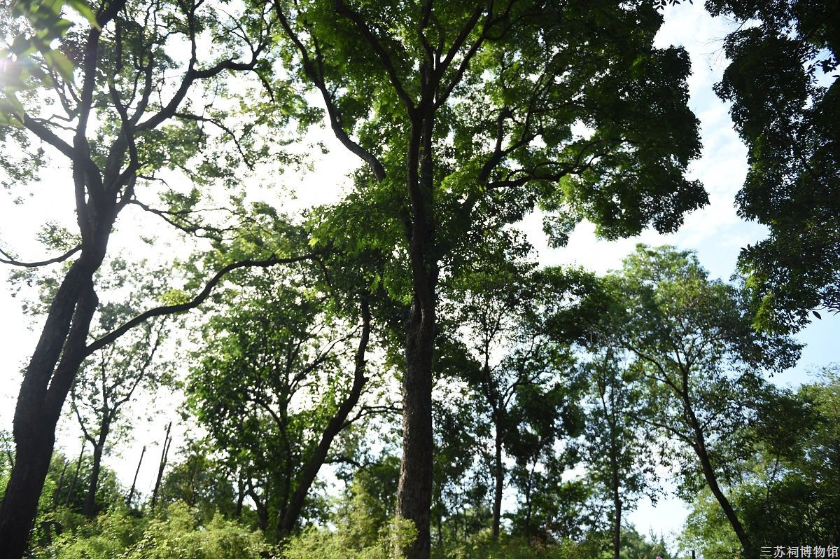 Goldenrain Tree