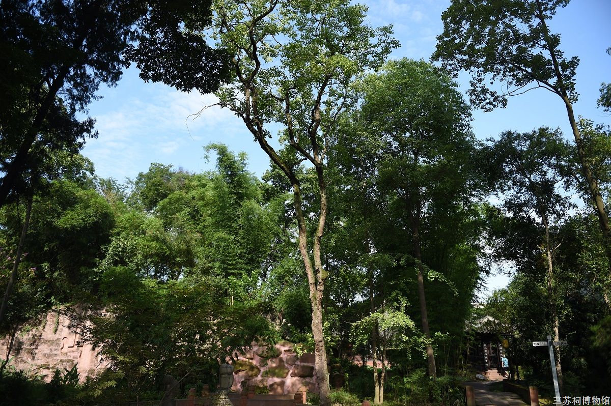 Chinese tallow tree