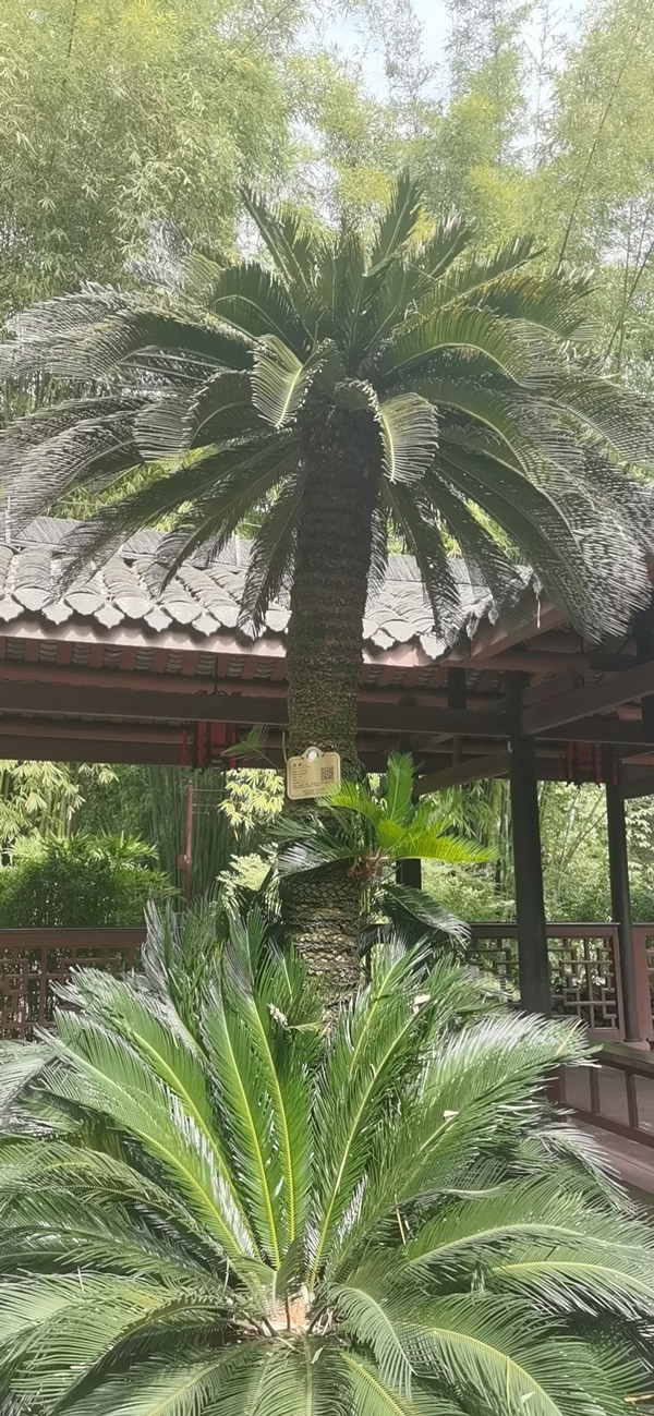 Sago Palm