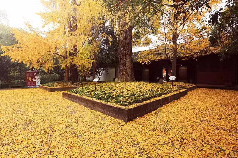 Ginkgo Biloba