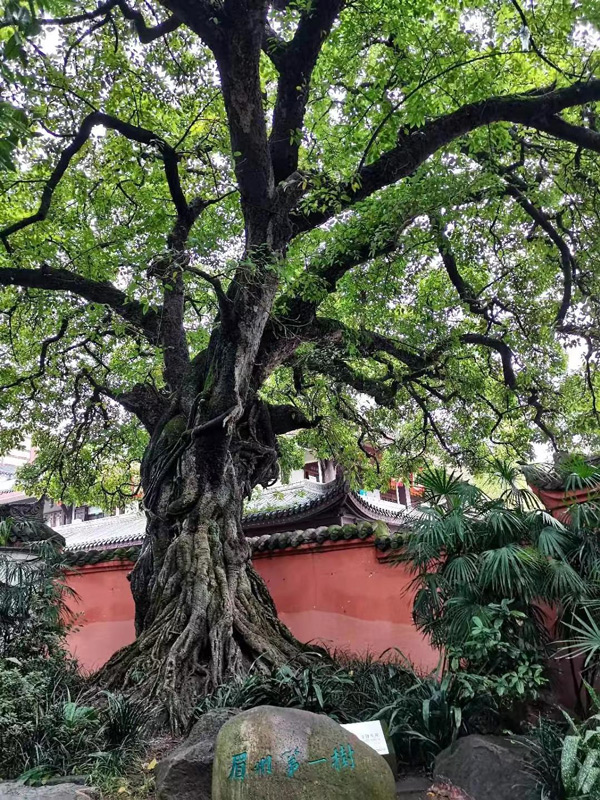 Banyan