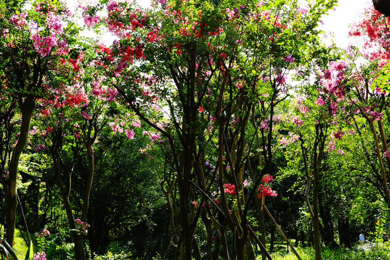 Crape myrtle