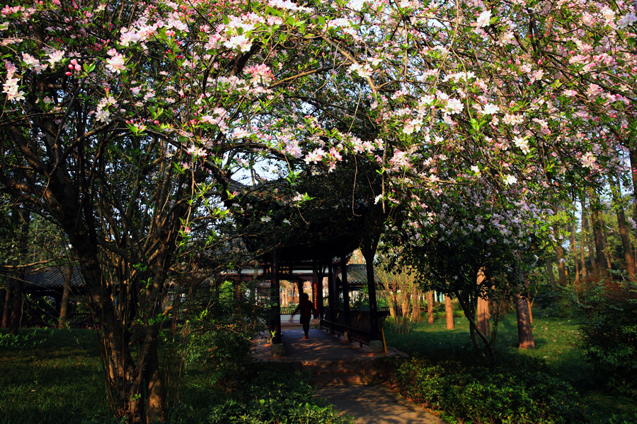 Chinese flowering crabapple