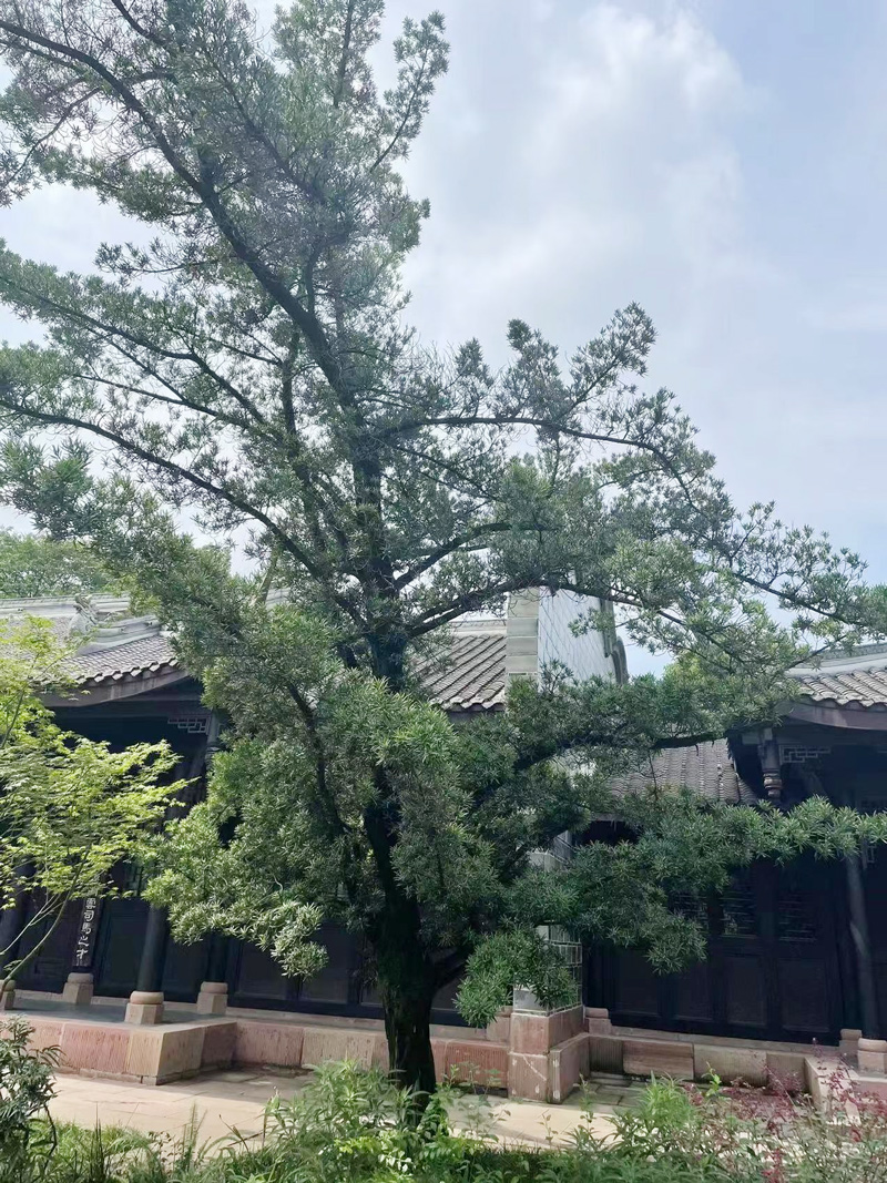 Buddhist Pine